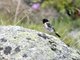 Common Stonechat (Saxicola torquata) Male Siberian ssp