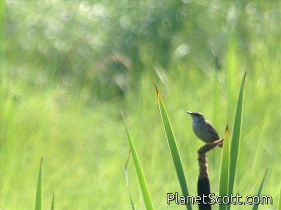 Thick-billed Warbler (Acrocephalus aedon)