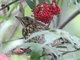 Song Thrush (Turdus philomelos) 