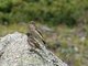 Common Stonechat (Saxicola torquata) Juveniles