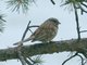 Rock Bunting (Emberiza cia) Siberian form