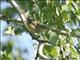 Dusky Warbler (Phylloscopus fuscatus) 