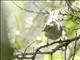 Willow Warbler (Phylloscopus trochilus) 