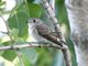 Asian Brown Flycatcher (Muscicapa latirostris) 