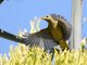 Western Tanager (Piranga ludoviciana) -  IN ACTION!