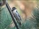 Nuttalls Woodpecker (Picoides nuttallii) 