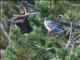 Western Bluebird (Sialia mexicana) Male