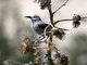 Clarks Nutcracker (Nucifraga columbiana) 