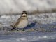 Horned Lark (Eremophila alpestris)