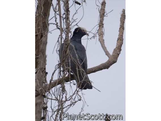 White-crowned Pigeon (Patagioenas leucocephala)