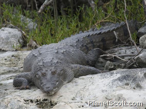 American Crocodile (Crocodylus acutus) Cozumel