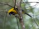 Hooded Oriole (Icterus cucullatus) Immature Male