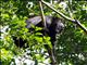 Mexican black howler monkey (Alouatta pigra)