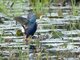 Purple Gallinule (Porphyrio martinicus)