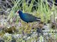 Purple Gallinule (Porphyrio martinicus)