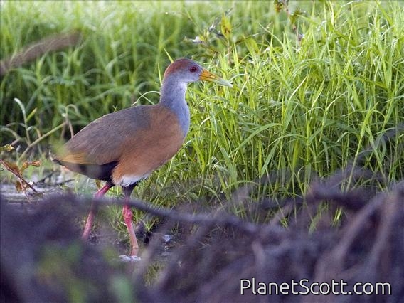 Gray-necked Wood-Rail (Aramides cajanea)