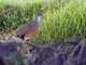 Grey-necked Wood-Rail (Aramides cajanea)