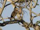 Roadside Hawk (Buteo magnirostris) Juvenile