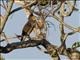 Roadside Hawk (Rupornis magnirostris) Juvenile