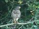 Roadside Hawk (Rupornis magnirostris)