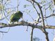 Yellow-lored Parrot (Amazona xantholora)