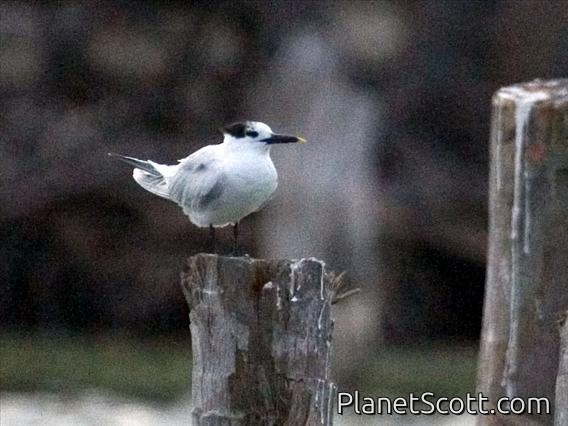 Sandwich Tern (Thalasseus sandvicensis)