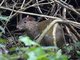 Brown Agouti (Dasyprocta variegata)
