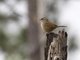 Rusty Sparrow (Aimophila rufescens)