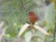 Hepatic Tanager (Piranga flava) - Male