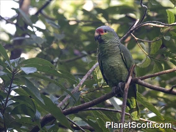 Red-lored Parrot (Amazona autumnalis)