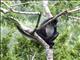 Central American spider monkey (Ateles geoffroyi)