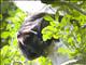 Mexican black howler monkey (Alouatta pigra)