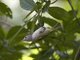 Lesser Greenlet (Hylophilus decurtatus)