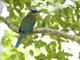 Blue-crowned Motmot (Momotus momota)