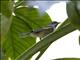Golden-winged Warbler (Vermivora chrysoptera) - Female