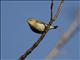 Tennessee Warbler (Vermivora peregrina)