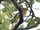 Summer Tanager (Piranga rubra) - Female Eastern