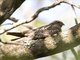 Common Nighthawk (Chordeiles minor)