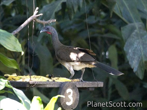 White-bellied Chachalaca (Ortalis leucogastra)