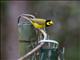 Hooded Warbler (Wilsonia citrina) - Male