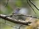 Chestnut-sided Warbler (Dendroica pensylvanica)