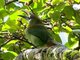 Emerald Toucanet (Aulacorhynchus prasinus)