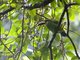 Emerald Toucanet (Aulacorhynchus prasinus)
