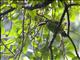 Northern Emerald Toucanet (Aulacorhynchus prasinus)