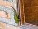 Green Spiny Lizard (Sceloporus malachiticus)