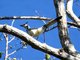 White-throated Magpie-Jay (Calocitta formosa)