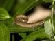 Mombacho Salamander (Bolitoglossa mombachensis)