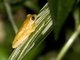 Yellow Cricket Frog (Hyla microcephala)