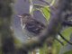 Mountain Elaenia (Elaenia frantzii)