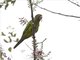 Orange-fronted Parakeet (Aratinga canicularis)